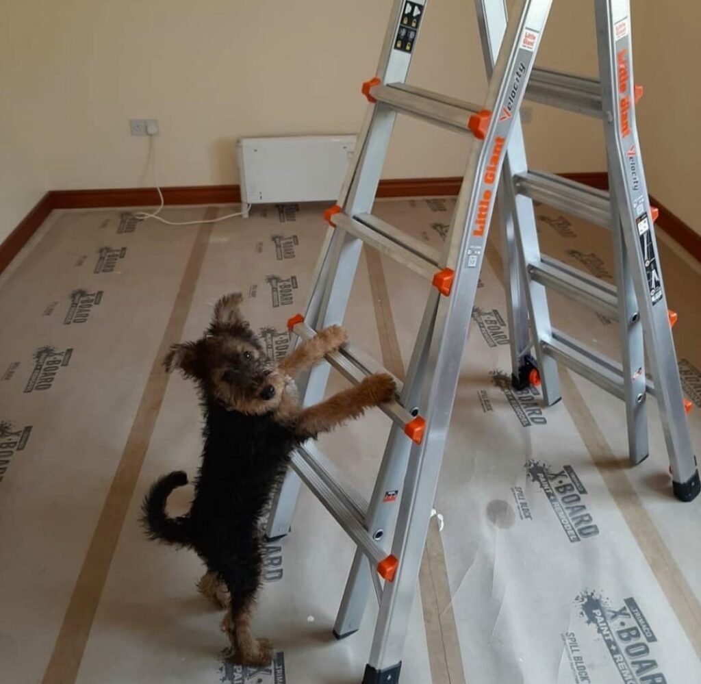 Ramboard Hund hält Leiter fest